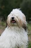 TERRIER DU TIBET 312